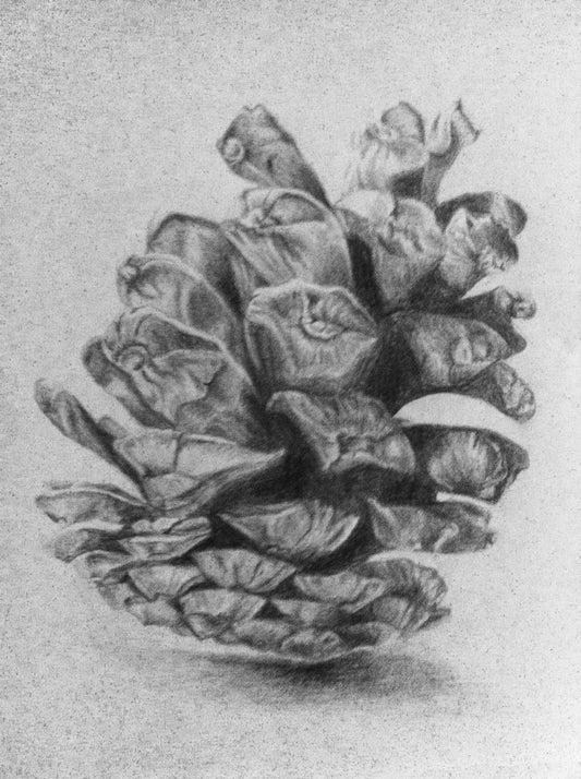 “Pinecone Study” - Graphite on paper